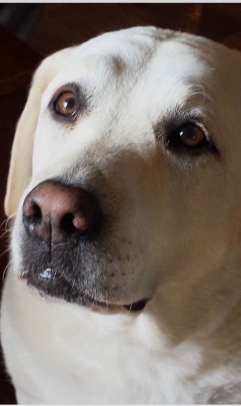 uwprovision's tweet photo. In honor of National Dog Day we wanted to share the beloved dogs of UWP. We couldn't serve our community quite the same way without our furry friends here by our side🐶 https://t.co/yjeVdTvOTi