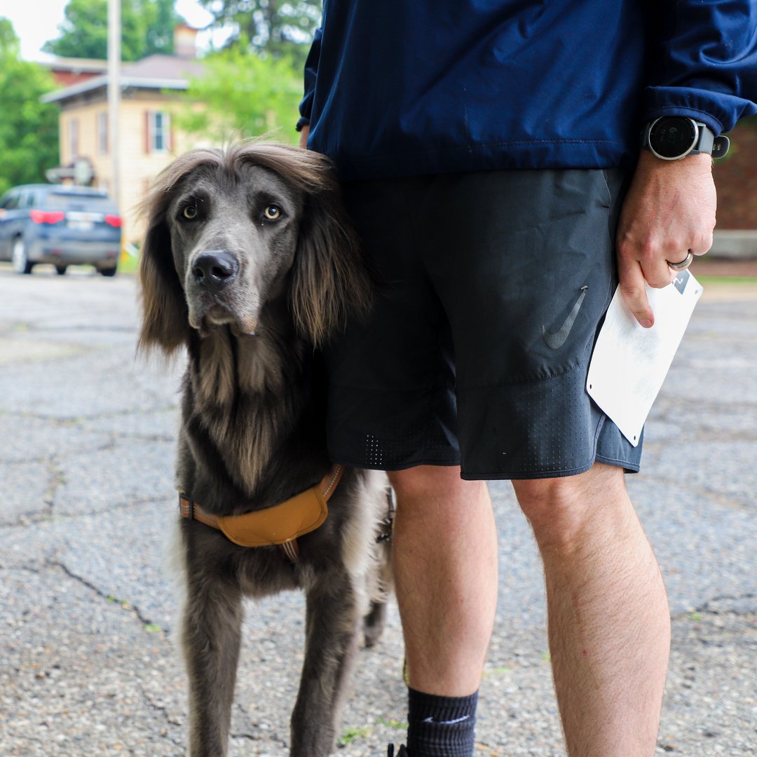 RunAlbion's tweet photo. Happy #NationalDogDay! 🐶 Did you know well-behaved trained-leash pups can be your running buddy at any Run Albion race? https://t.co/sLHyk7DOLO