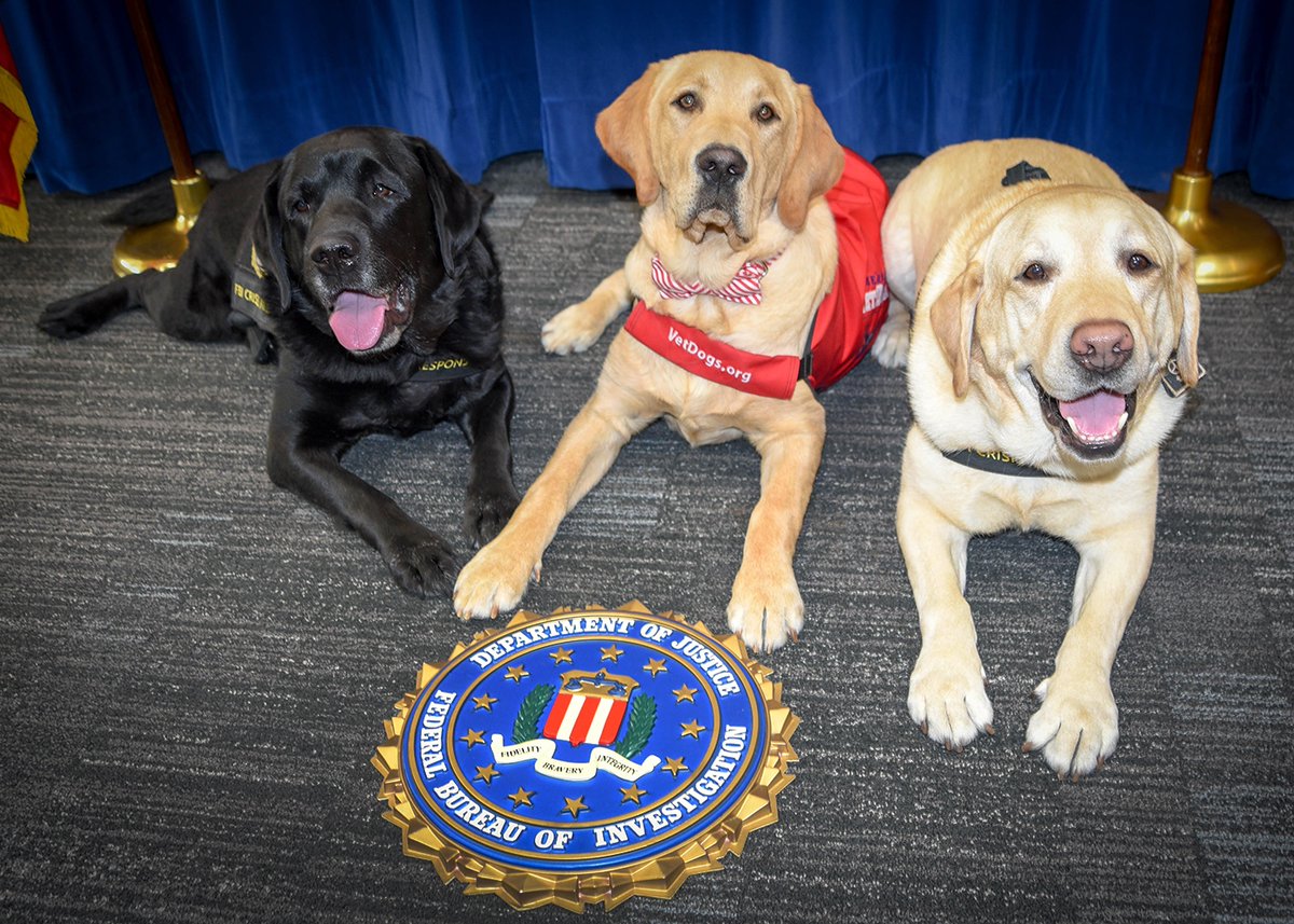 FBI's tweet image. Happy #NationalDogDay to our #FBI K9s and all the dogs working to keep us safe! At the FBI, our #K9Partners help protect our country by supporting victims of crime and assisting FBI staff like bomb techs and the FBI Police. Learn more at fbi.gov/video-reposito…