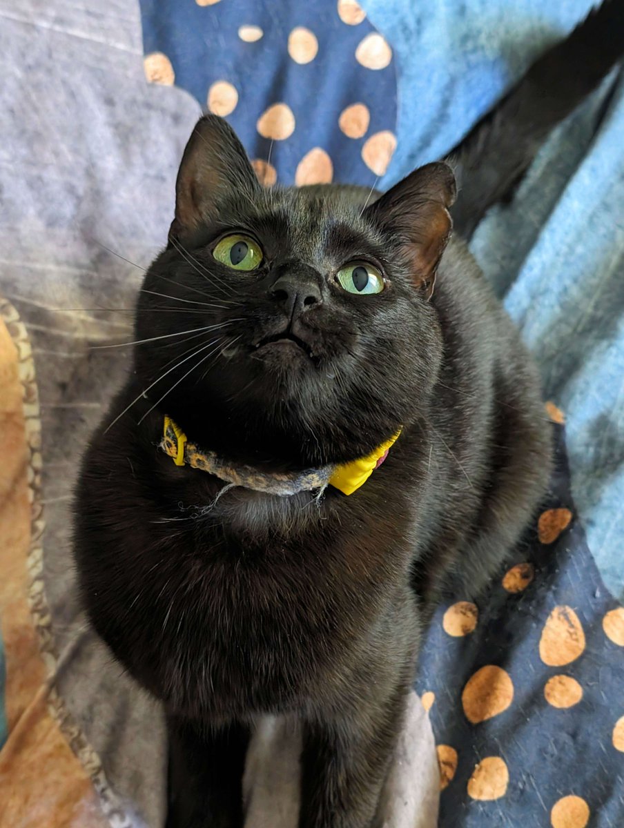 Hi everyone 🖤

I am raising money on my Ko-fi to donate to the pet rescue where I adopted Binx. If you would like to donate, it would mean a lot to me. There's nothing I can do for Binx now but I can help other kitties like her find good, loving homes.

ko-fi.com/owgrandma/goal…