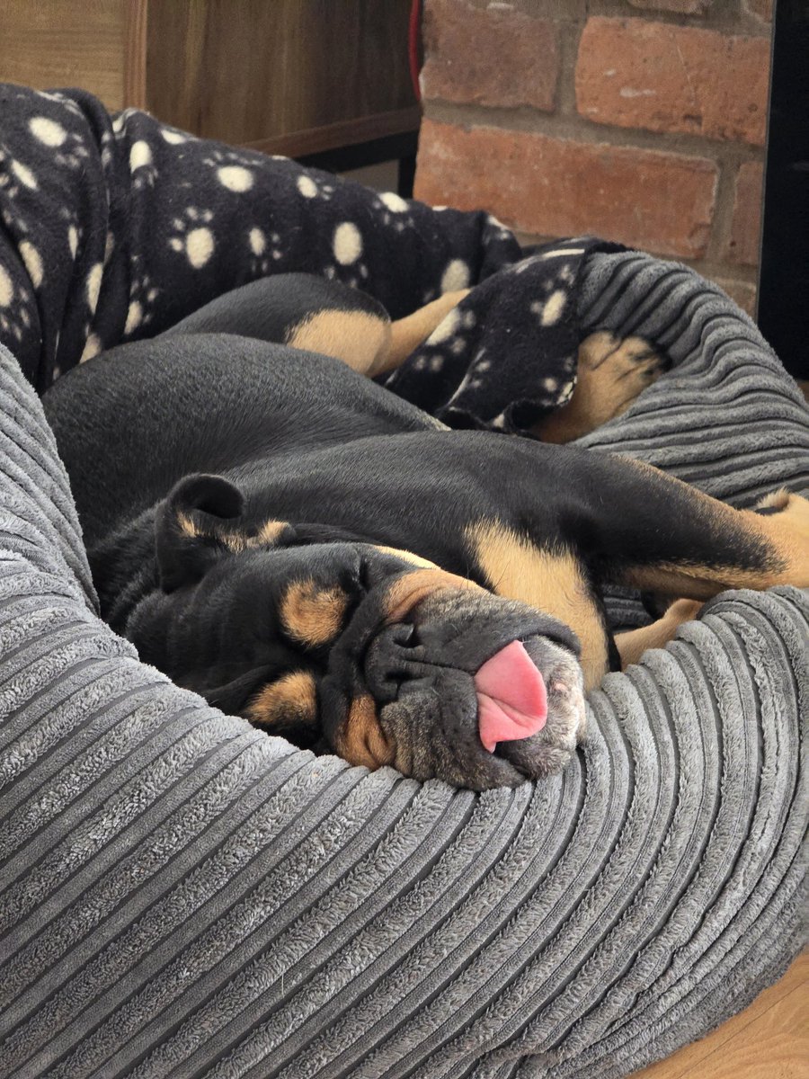 Whilst my son and his girlfriend enjoy Venice, I'm looking after this beauty, Miss Fuji. 5 days of just me and her. 5 days to dog walk, write, eat, walk, and repeat ❤️. She's been through so much. She's complicated and reactive, but I adore her ❤️
#amwriting 
#rescuedog
#bulldog