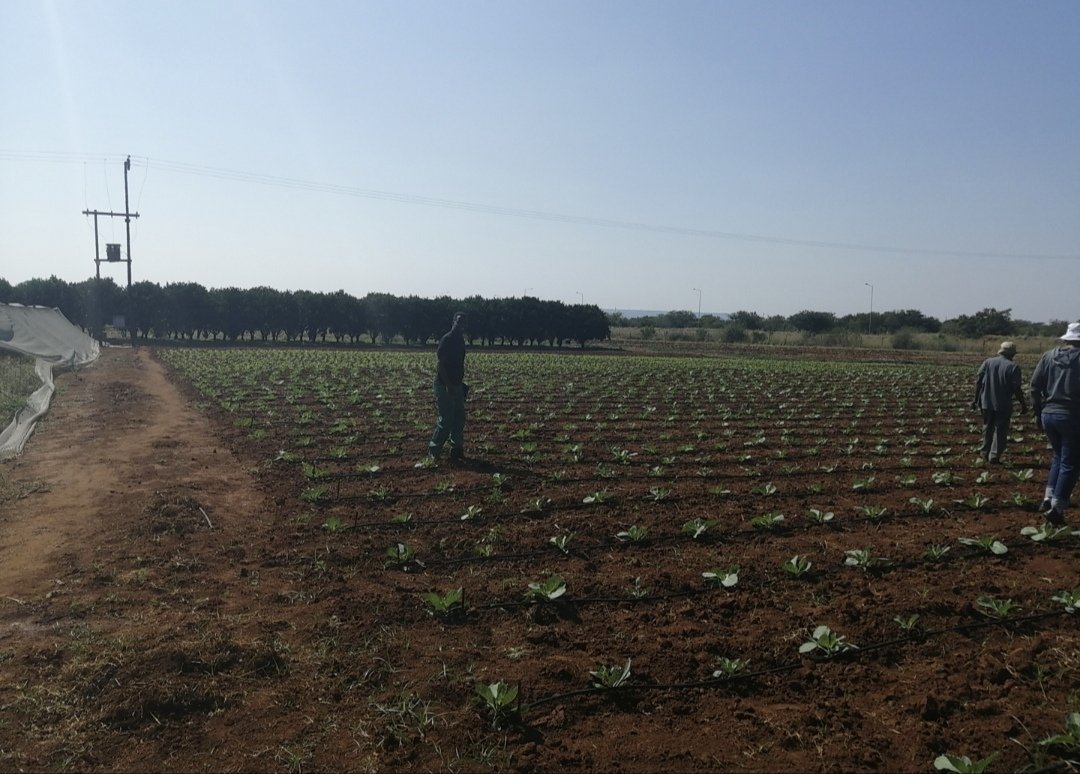 gsitrust's tweet photo. Drop by drop, drip irrigation makes a difference! Conserves water, reduces emissions, and increases crop yields. A climate-smart solution for a sustainable future! #ClimateSmartAgriculture #DripIrrigation #Sustainability https://t.co/dnieOo05Pm