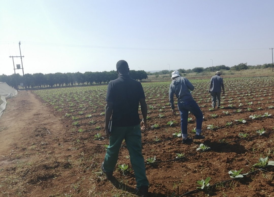 gsitrust's tweet photo. Drop by drop, drip irrigation makes a difference! Conserves water, reduces emissions, and increases crop yields. A climate-smart solution for a sustainable future! #ClimateSmartAgriculture #DripIrrigation #Sustainability https://t.co/dnieOo05Pm