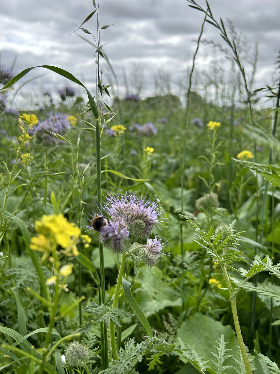 Building Soil health, while looking after all our animals on the on the farm 🐑🐝🦋🐞 @knocknatullafarms #irishorganicassociation #irishorganicfarming #biodynamicagriculture #demeter #biodynamicfarming #irishorganic #biodynamic #happywildlife #regenerativeagriculture