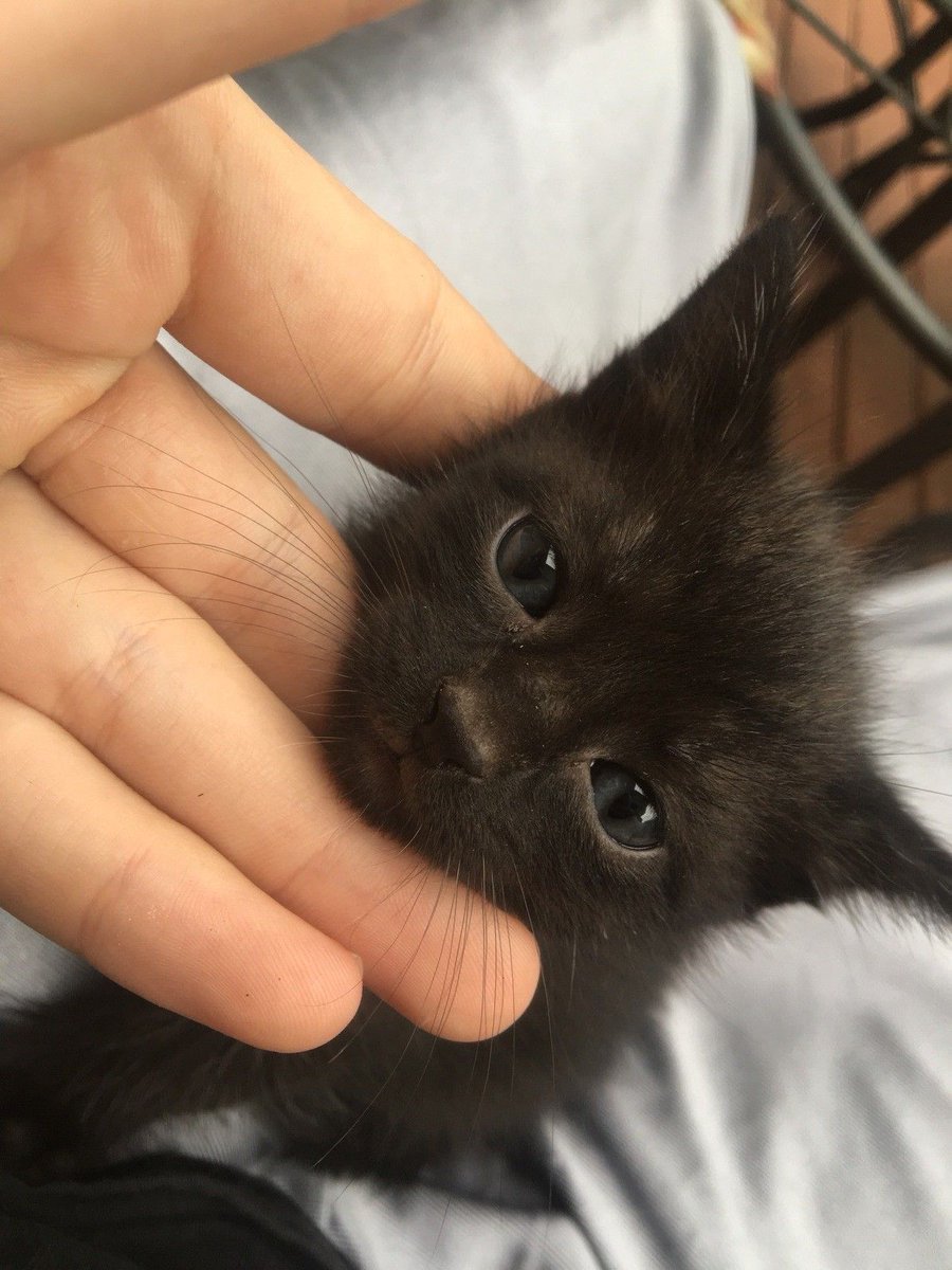 Black cats are not bad luck (@visualscat) on Twitter photo 