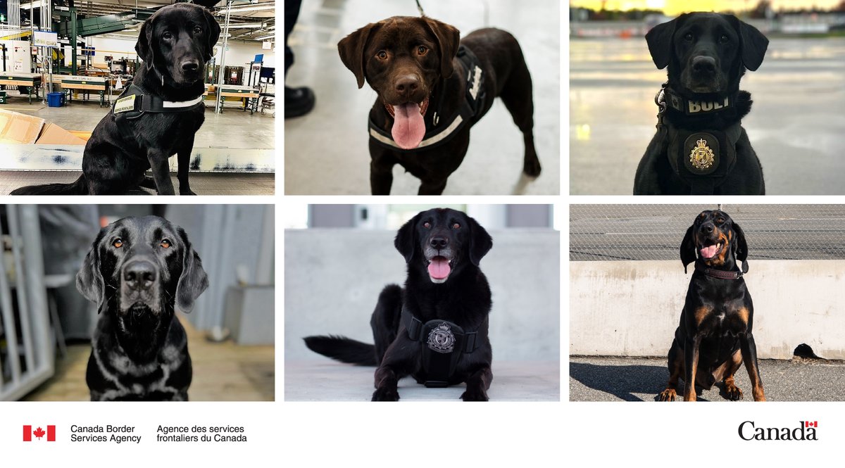 CanBorderPAC's tweet image. Happy #InternationalDogDay to our #K9 colleagues in #BC &amp;amp; #Yukon! These pups sniff out contraband to keep our communities safe.

If your dog is an international traveller, learn the latest rules around bringing them to the U.S.: ow.ly/oPWy50T37h0