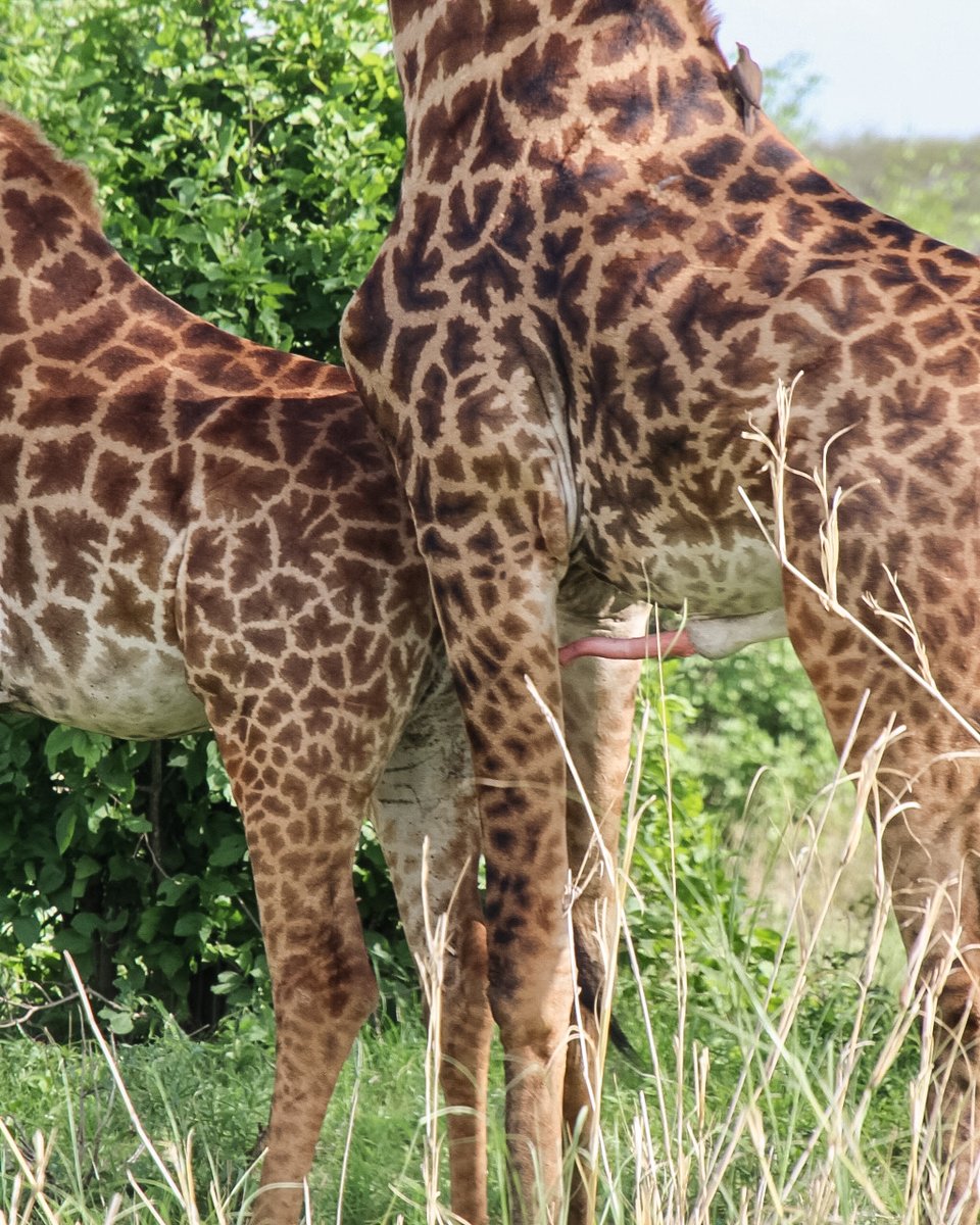 Spotted some real 'Netflix and chill' action in the wild..