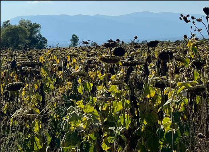 Exceptionally hot 🌞conditions in south-eastern Europe 🇪🇺negatively impacted the yield potential of summer crops🌻🌽. Hot conditions coincided with limited water 🫧 availability, as was often the case in Hungary🇭🇺, Romania🇷🇴, Bulgaria 🇧🇬and Greece🇬🇷.
joint-research-centre.ec.europa.eu/jrc-news-and-u…