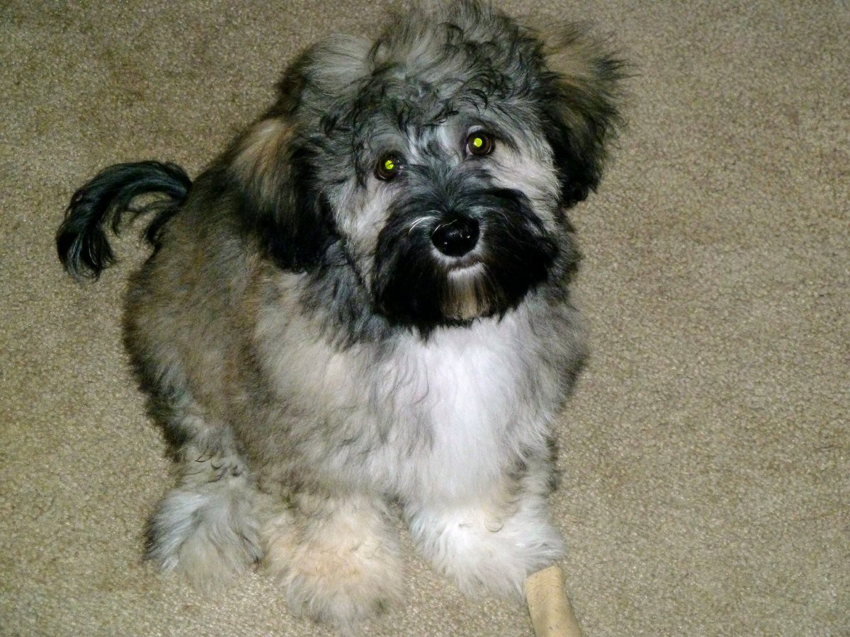 AndyDRiceJr's tweet image. National dog day. Some dog some day!