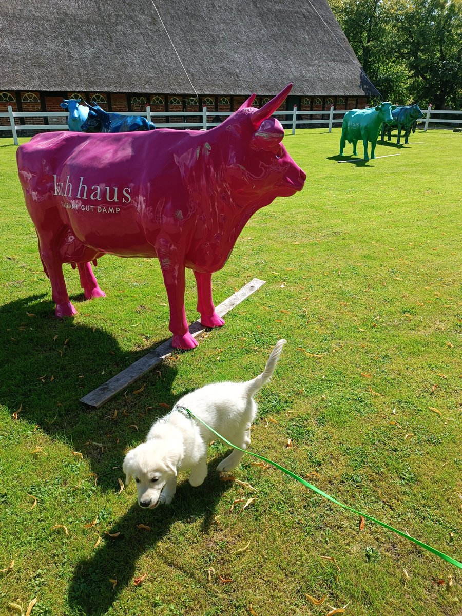 Na nu was ist denn das für eine weisse , kleine Kuh?😂
