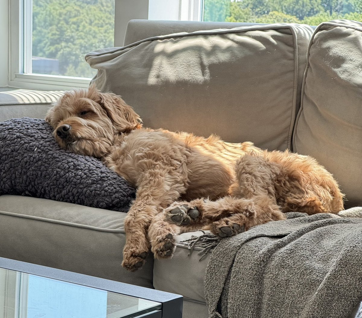 halfbakedbykate's tweet photo. Happy national dog day to this prince 🫅 https://t.co/Hqth7ZvzXl