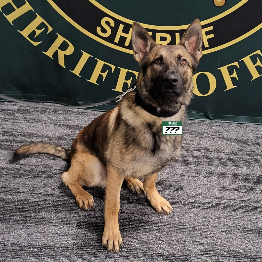Flagler County Sheriff’s Office tweet media