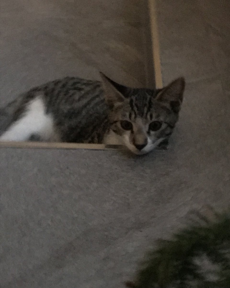 moraguha's tweet photo. 골똘히 보는 게 귀여워 뭐 해하고 다가가니 귀뚜라미였던 벌써 귀뚜라미 2마리나 잡은 도동이

#고양이입양 #고양이임보 #고양이입양홍보 
#사지말고입양하세요 https://t.co/Og8SxzD7Qg