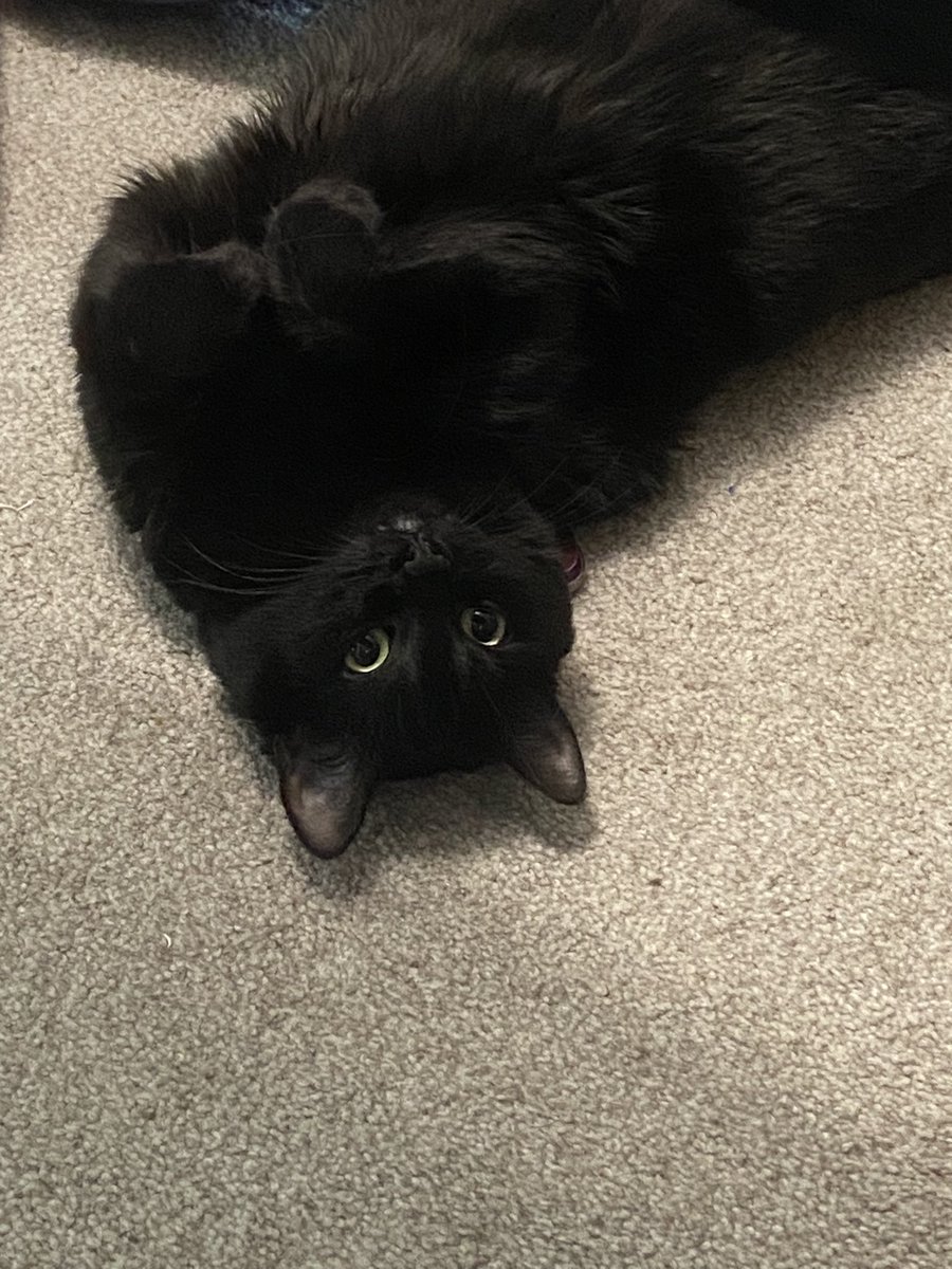 Mornin’
#CatsOfTwitter