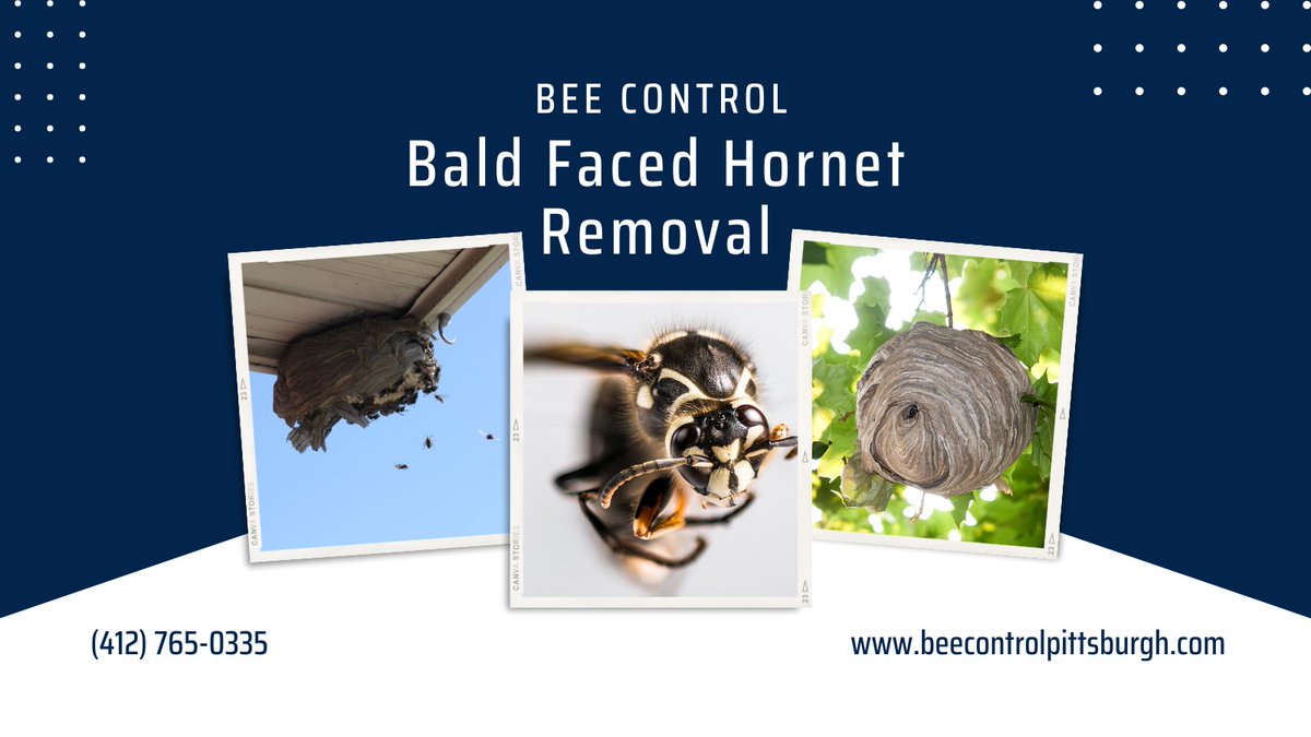 beecontrolpitts's tweet image. 🚨 Bald-faced hornets build nests on trees, decks, and buildings. They can be aggressive and sting in large numbers. Let our Pittsburgh hornet exterminators handle them! Call (412) 765-0335 for a free inspection. Learn more at beecontrolpittsburgh.com/bald-faced-hor…. #HornetControl #Pittsburgh