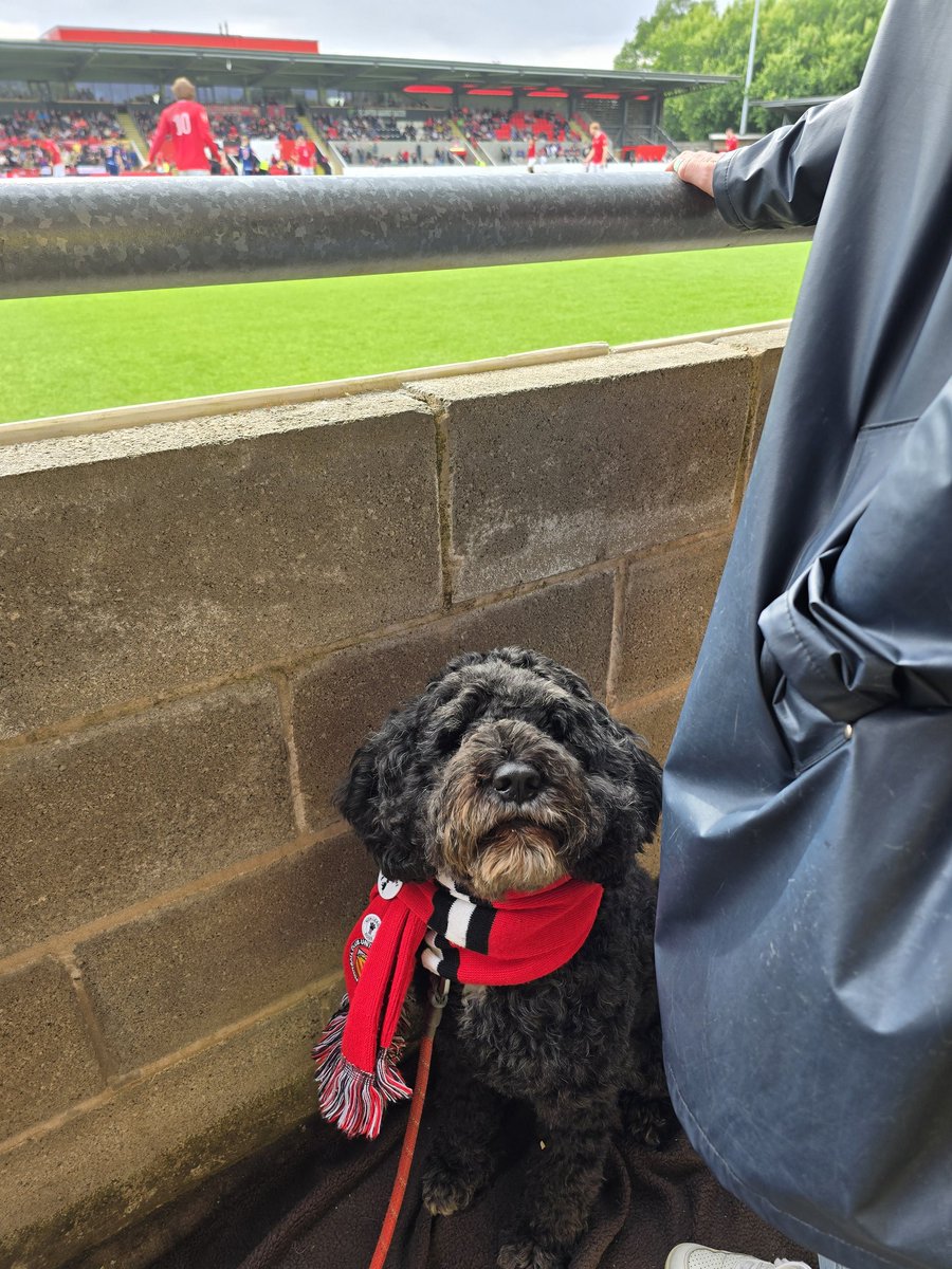 Olive supporting <a href="/FCUnitedMcr/">FC United of Manchester 🟥⬜⬛</a> .... as always wanting to get over the side to join in.... could do with her help at the mo! <a href="/nonleaguedogs/">nonleaguedogs</a>
