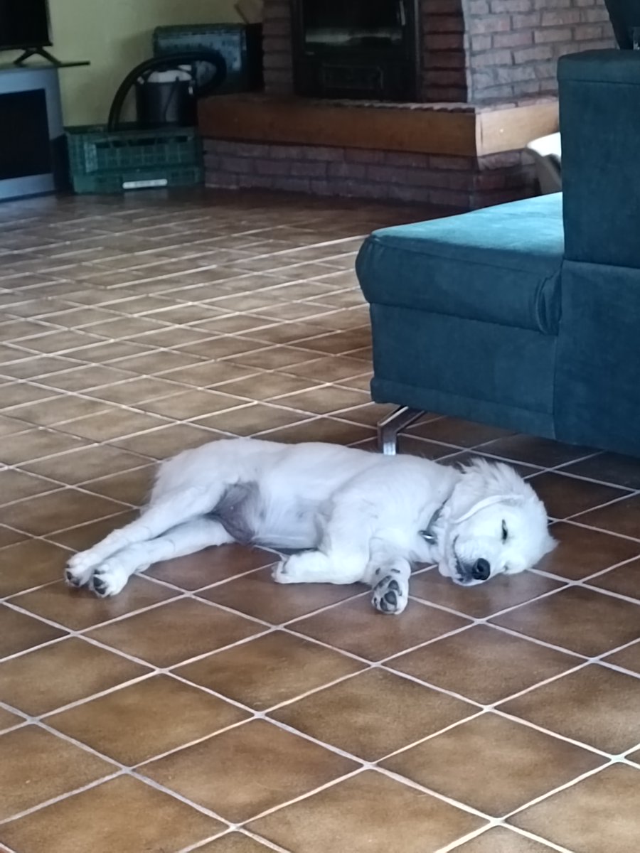 Jetzt bin ich müde, schlaf mal eine kleine Runde bis es Abendessen gibt. Schönen Abend eure Stella.🌟💫✨