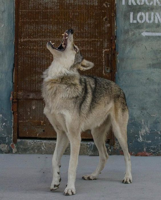chaikajpeg's tweet photo. 1 - wolf, photo by afoxandthewolf (Nayeli &amp; Freya): https://t.co/q0BtcqdAi8
2 - harvest mouse. can't find the author.... sad.......
3 - caribou shedding the velvet from its antlers, photo by Gary Kramer (the caribou is not in pain! ): https://t.co/rV2EJFJJhk https://t.co/ipqRyJDwzW