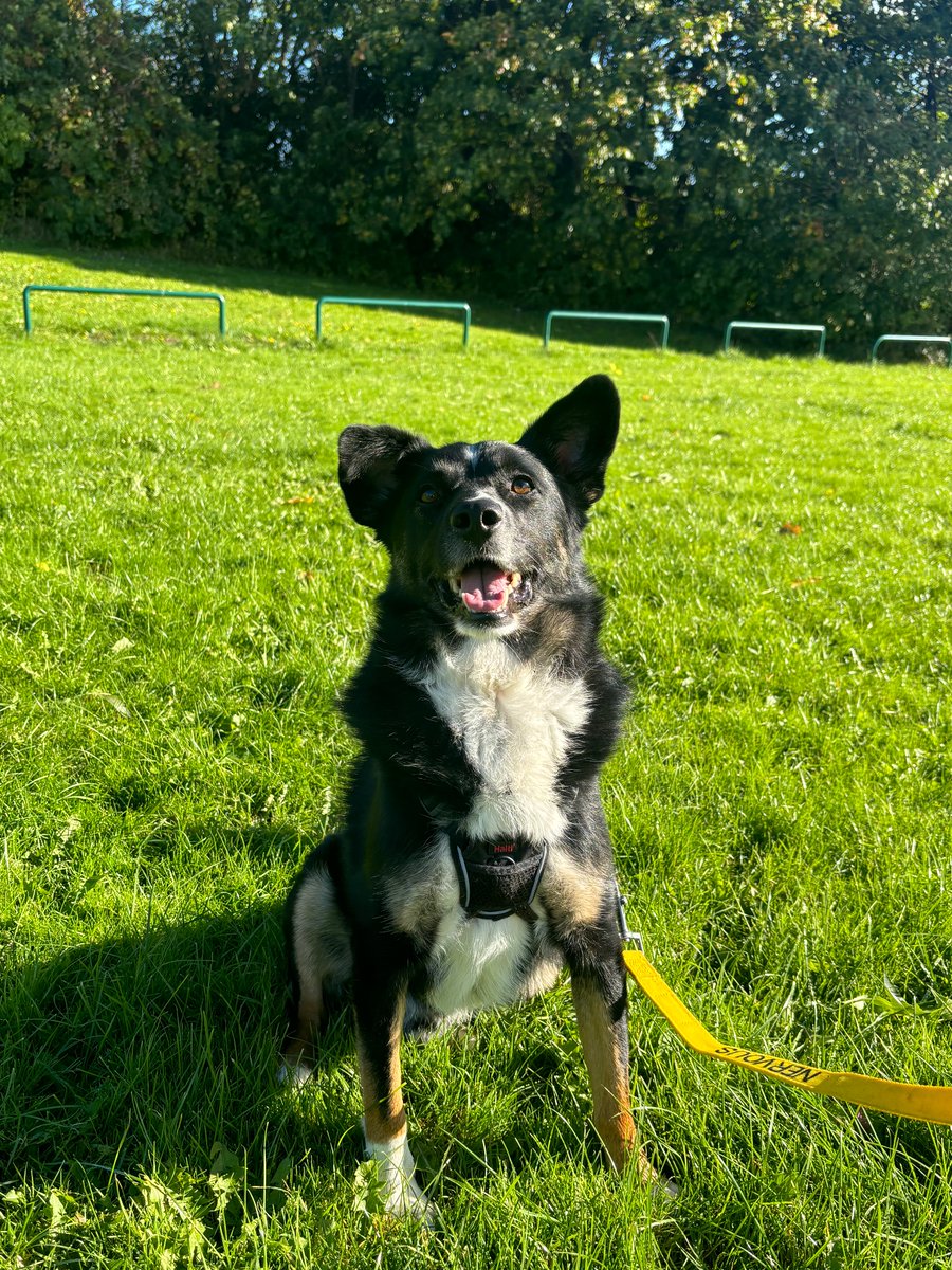 sophthor's tweet photo. @libdemlocalgov @joeharrispark @cllrbridget @LibDems Meet Fidget! https://t.co/KvQB8nMGJm