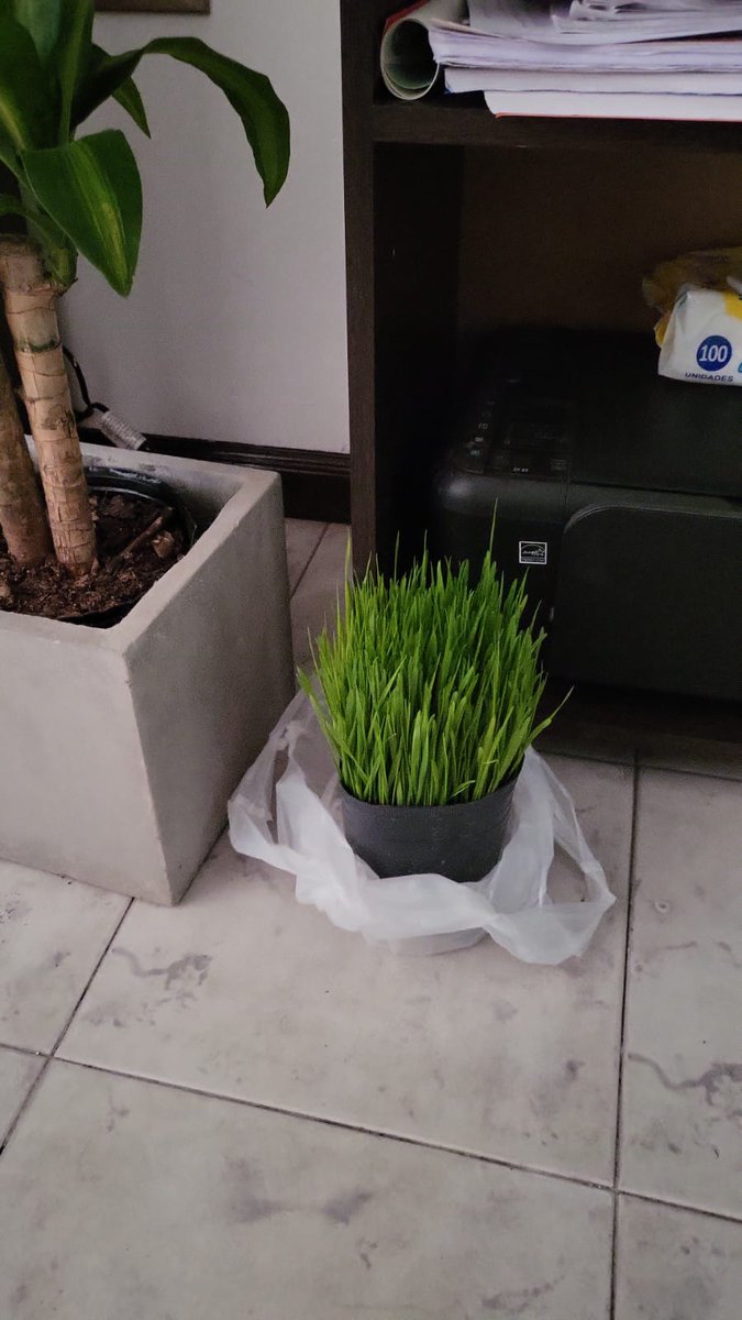 Fede_0K's tweet photo. Mi bolu compra del dia fue comprar césped 👍 https://t.co/ZK50y3ueIf