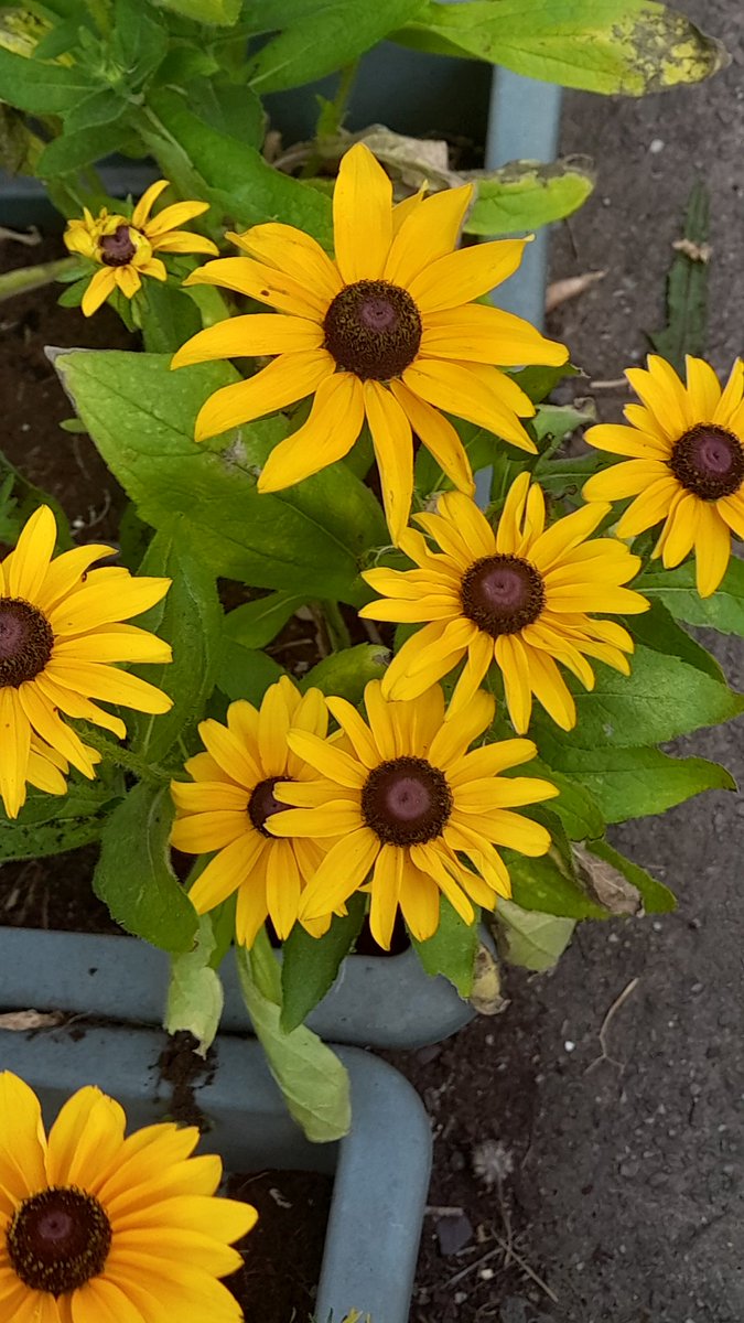 Rubuckia I grew from seed #gardenshour