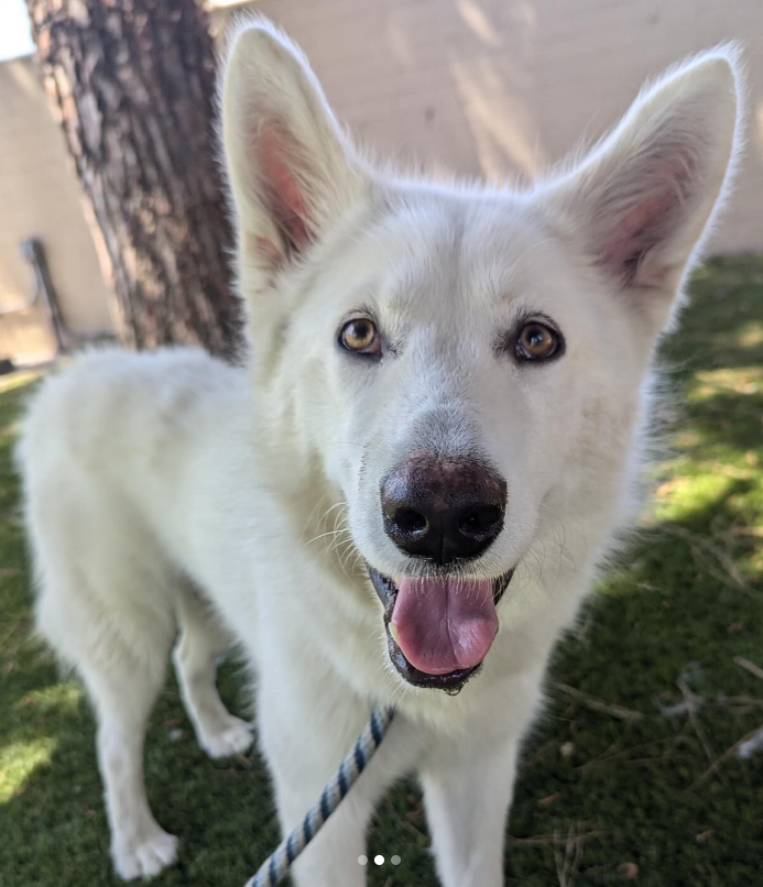 mapleveewesem's tweet photo. ๐๐๐ There's been no interest in sweet PEARL at Downey #California ACC and now she can be killed at any time๐ฑJust 2 yo, 52 lb. Please go get her today, or reply here if you can #FOSTER 4 rescue๐ infoโฌ๏ธ
#A5643312 https://t.co/VP6Bl00yKS
