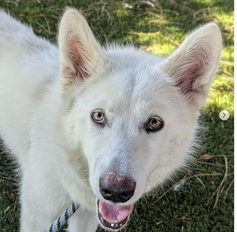 mapleveewesem's tweet photo. ๐๐๐ There's been no interest in sweet PEARL at Downey #California ACC and now she can be killed at any time๐ฑJust 2 yo, 52 lb. Please go get her today, or reply here if you can #FOSTER 4 rescue๐ infoโฌ๏ธ
#A5643312 https://t.co/VP6Bl00yKS