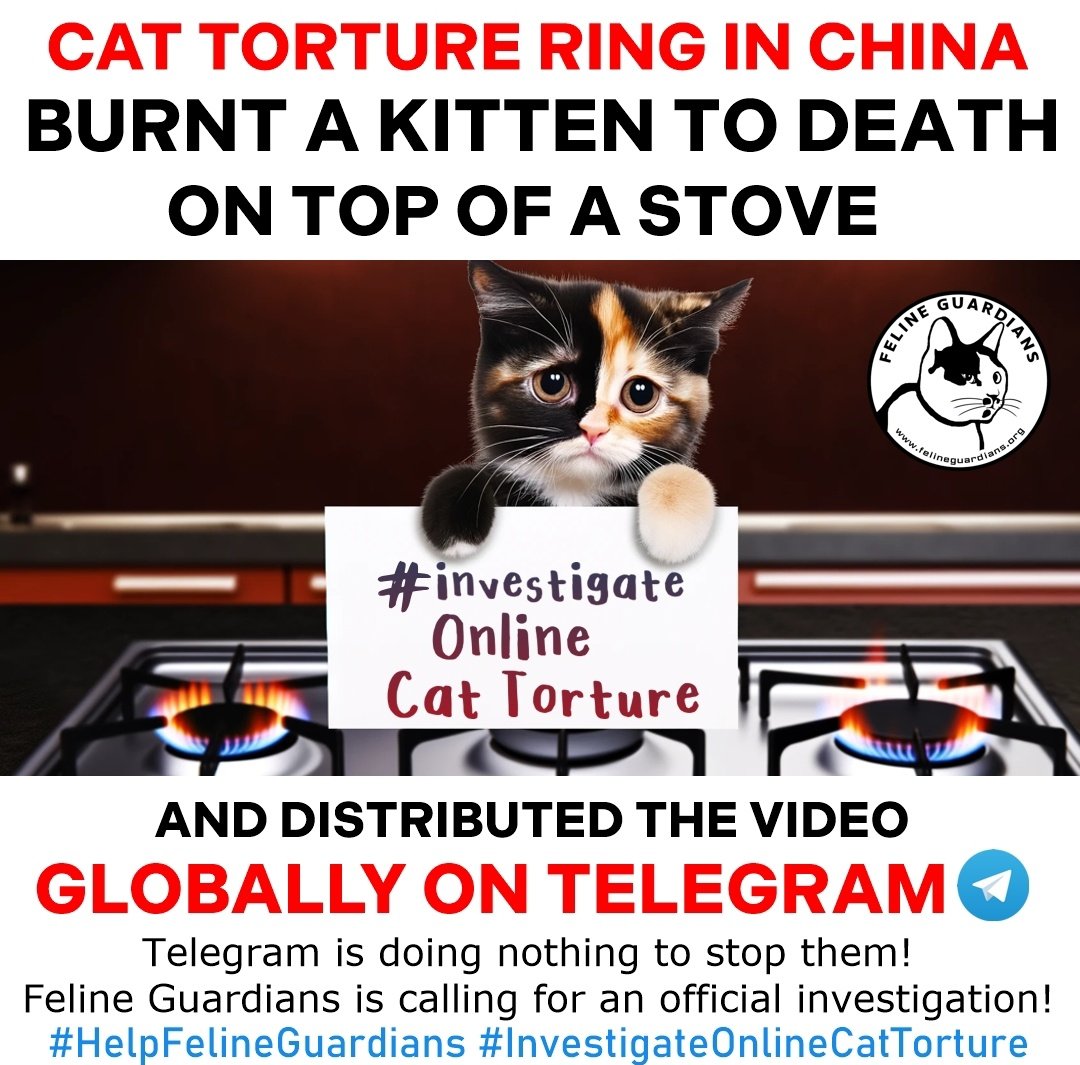 AdhikaPrapti's tweet photo. You too, #Chineseauthorities, knew that this platform was widely used by your #Chinese citizens.
Despite our warnings about the existence of #gangs practicing #money laundering,threats, #extortions,the trade in #catTorture to #death...You have remained deaf and mute! 🫵🏻@MFA_china https://t.co/Pfh6IpPmqx