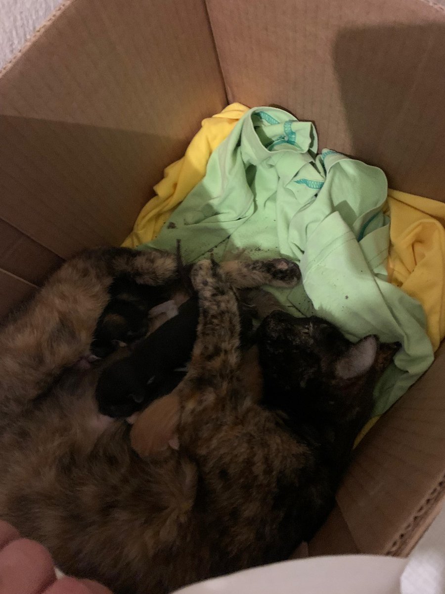joaodath's tweet photo. indo chorar um desconto com a @petlovebr pra cuidar da gatinha que pariu CINCO FILHOTES na rua aqui de frente pra minha casa https://t.co/HeJzDJ6sNz