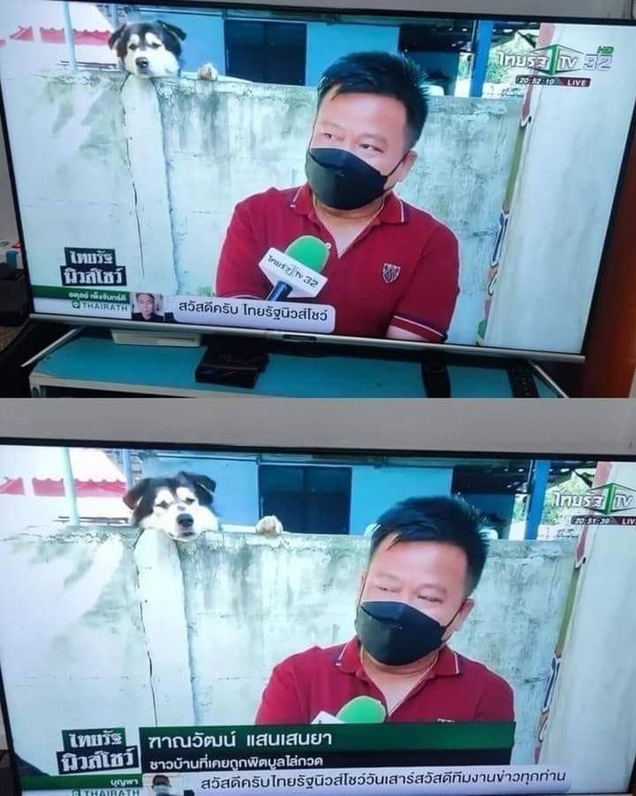 Cutest photobomb ever