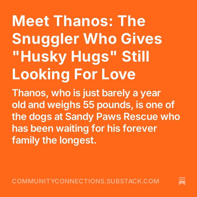 CommunityC0's tweet image. Happy National Dog Day! Today we are shining a light on a furry member of our community who is lookout for his forever home. For more info check out my article: communityconnections.substack.com/p/meet-thanos-…