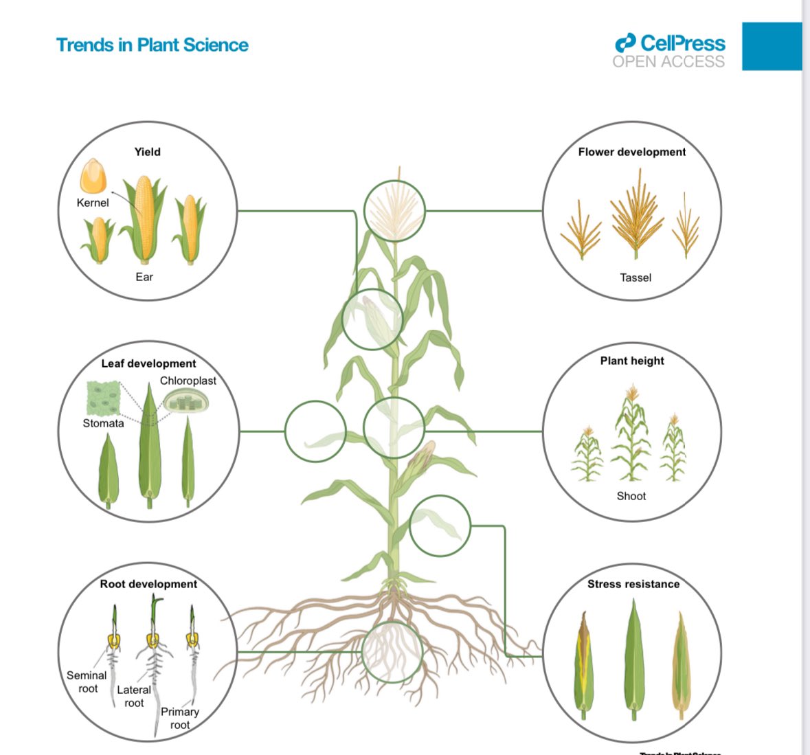 Frank Hochholdinger (@hochholdingerf) on Twitter photo Interested in an update on molecular concepts to explain heterosis in crops? Have a look at our latest review in <a href="/TrendsPlantSci/">TrendsPlantSci</a>
⬇️Link to corrected proofs (open access):
sciencedirect.com/science/articl… Interested in an update on molecular concepts to explain heterosis in crops? Have a look at our latest review in <a href="/TrendsPlantSci/">TrendsPlantSci</a>
⬇️Link to corrected proofs (open access):
sciencedirect.com/science/articl…