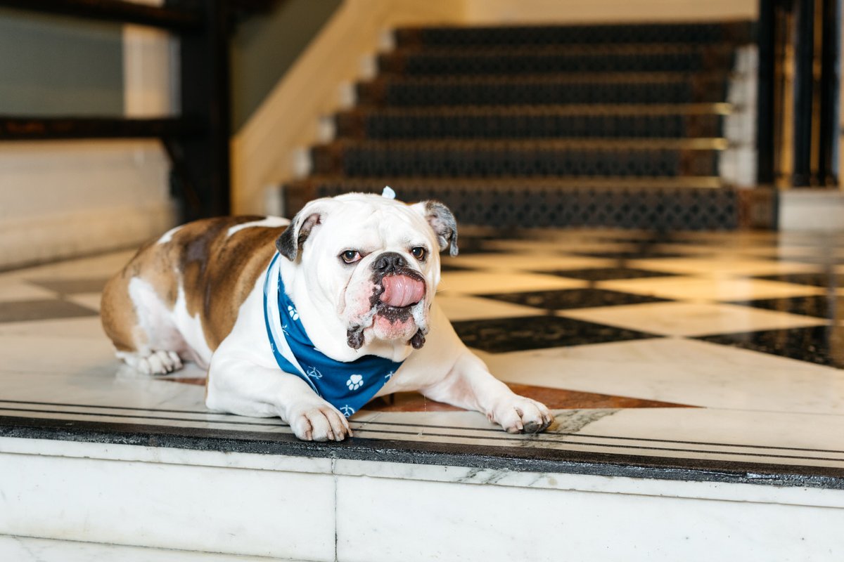 HandsomeDanYale's tweet photo. Happy International Dog Day! Plz sendz foodz to celebrate. Make sure to spoil your pups too!

PC: Perennial Image https://t.co/AuehqfNjB5