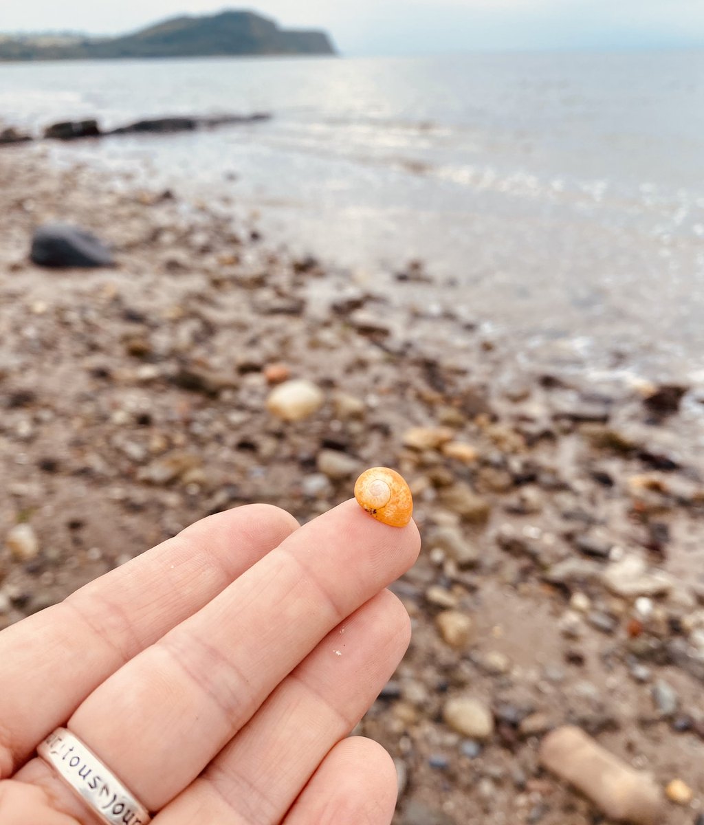 Rockpoolschool1's tweet photo. First night on our holibobs was all about castles and shells 🏰 🐚
#roadtrip #timeforabreak #bonniescotland #holibobs #ayrshire #castlesofscotland #shells https://t.co/jxykkvxe6j