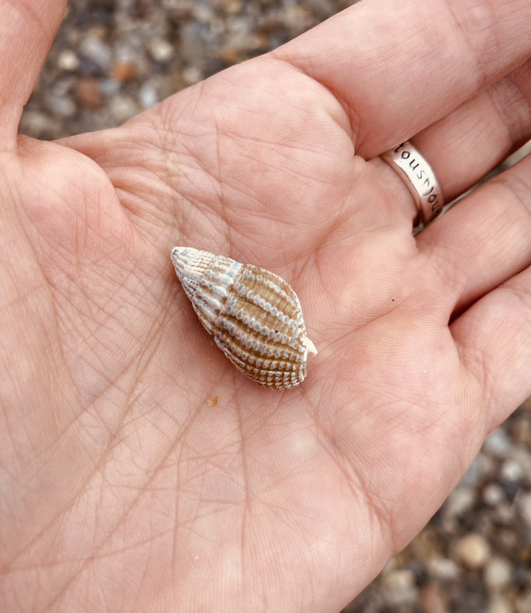 Rockpoolschool1's tweet photo. First night on our holibobs was all about castles and shells 🏰 🐚
#roadtrip #timeforabreak #bonniescotland #holibobs #ayrshire #castlesofscotland #shells https://t.co/jxykkvxe6j