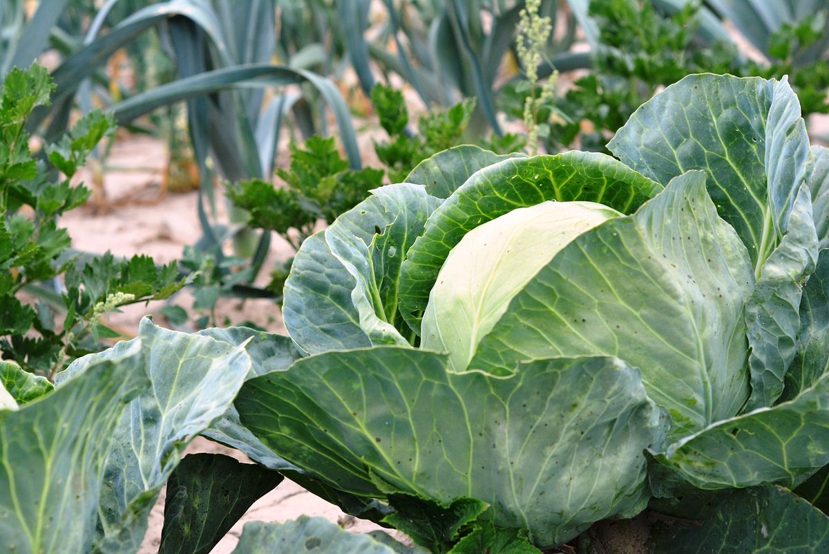 NCAgriculture's tweet photo. Let's get the week started with a good laugh from the farm!
Q: How does a farmer mend his clothes? ๐ค
A. With cabbage patches ๐คฃ
#FarmFunny #NCAgriculture https://t.co/0iBrTG5NAo