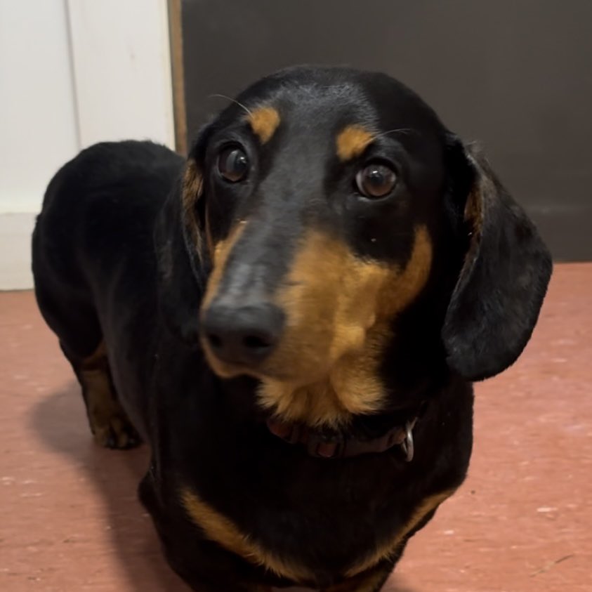 She is now safe and tucked up for the night resting her tired little legs. If you own or recognise this dog please email info@dspca.ie.

We want to thank <a href="/DubFireBrigade/">Dublin Fire Brigade</a> and the caller to contacted us when they saw a dog in need of help. #lostdog