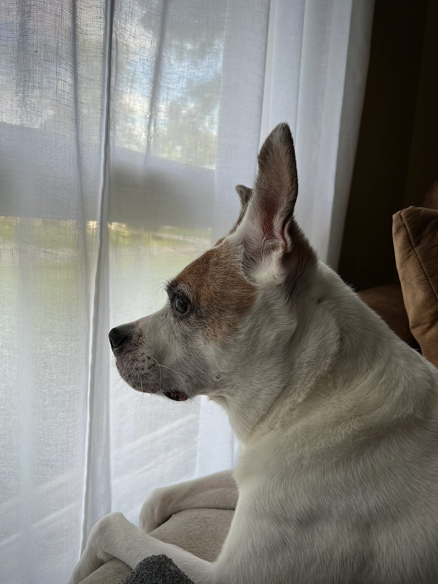 Happiest of International Dog Days, J.J. 🐶💛 We love you a million times over, even when you tear holes into our linen curtains every time you see a “friend.”