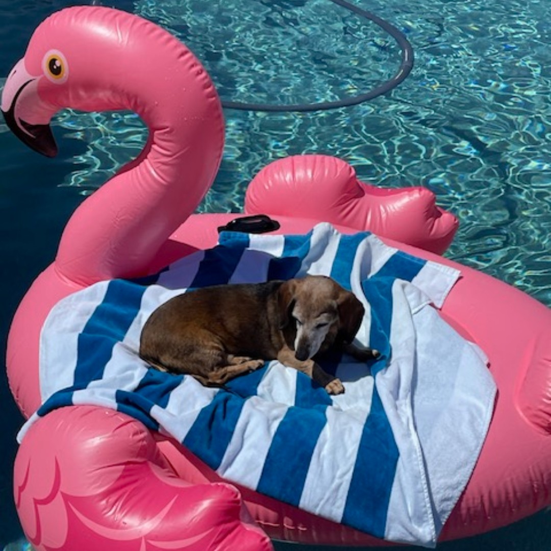 calpool's tweet photo. Like we needed an excuse to post pics of our favorite pups ๐ถ
Happy #NationalDogDay to all those who celebrate!
#calpools #dogsinpools #swimmingdogs https://t.co/NBn6zrUZxD