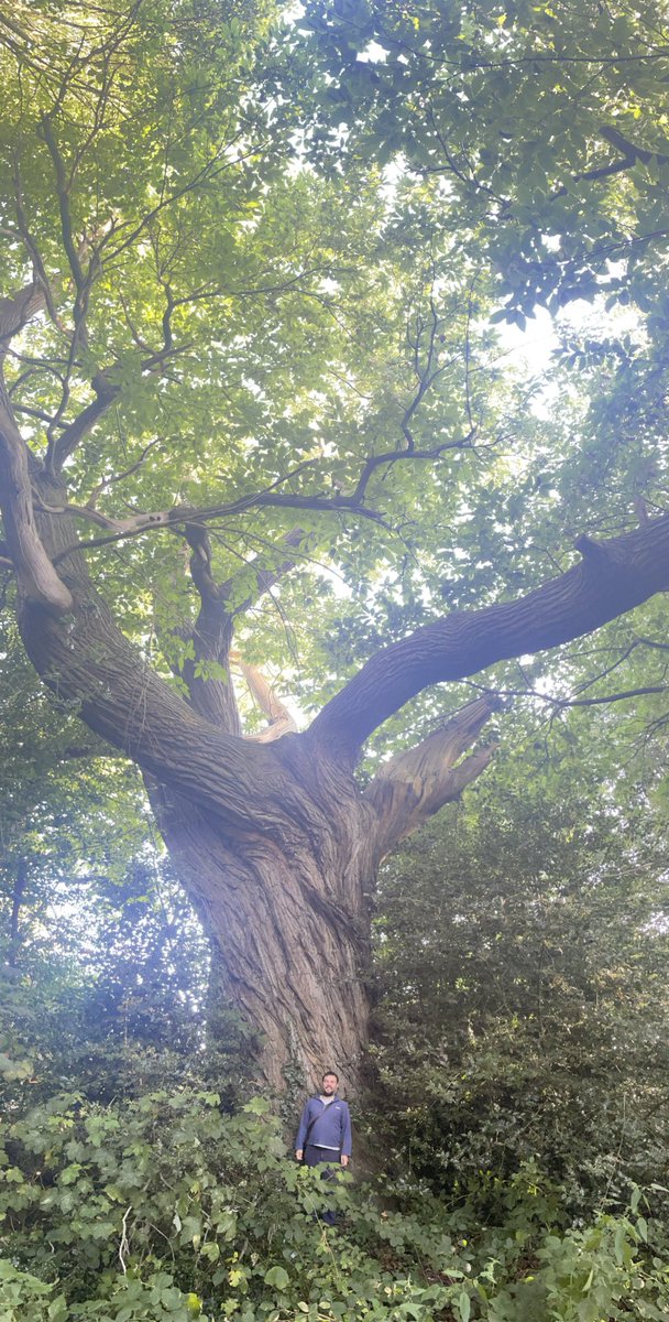Thomas Murphy (@thomasrmurphy88) on Twitter photo What a tree! 🌳😍This Sweet Chestnut (Castanea sativa) has a diameter of well over 2 meters. Hard to translate the size in pictures. Probably one of the most impressively big trees I have come across in the UK #trees #SummerBankHoliday <a href="/AncientTreesATF/">Ancient Tree Forum</a> What a tree! 🌳😍This Sweet Chestnut (Castanea sativa) has a diameter of well over 2 meters. Hard to translate the size in pictures. Probably one of the most impressively big trees I have come across in the UK #trees #SummerBankHoliday <a href="/AncientTreesATF/">Ancient Tree Forum</a>