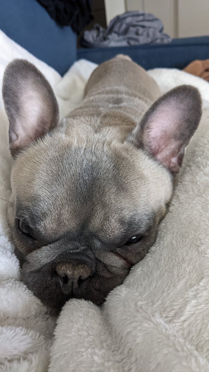 AndrewKinseyTV's tweet photo. 🐾 Happy National Dog Day! 🐾 Today, we celebrate our furry companions who fill our lives with unconditional love. ❤️ Little Bruno. #NationalDogDay #DogLove https://t.co/uG47rWOwDZ