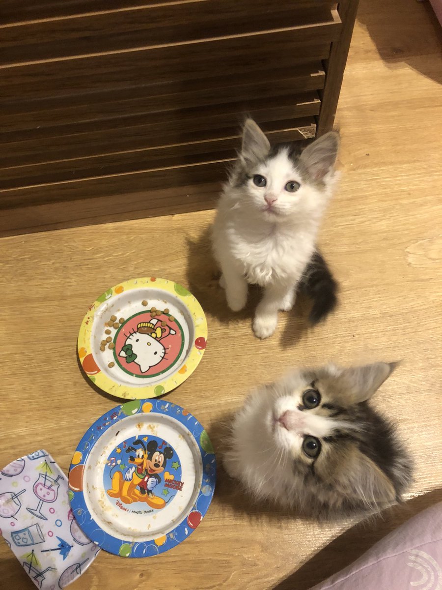 moointhemood04's tweet photo. “waiting for food”         “Happily eating” https://t.co/Mzxy4gUzby