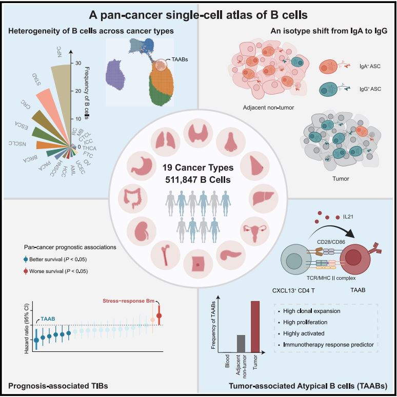 New study reveals the complexity of tumor-infiltrating B cells across 19 cancer types. Tumor-Associated Atypical B Cells may predict patient response to immunotherapy, opening doors to personalized cancer treatments. #immunotherapy #PersonalizedMedicine #BCells