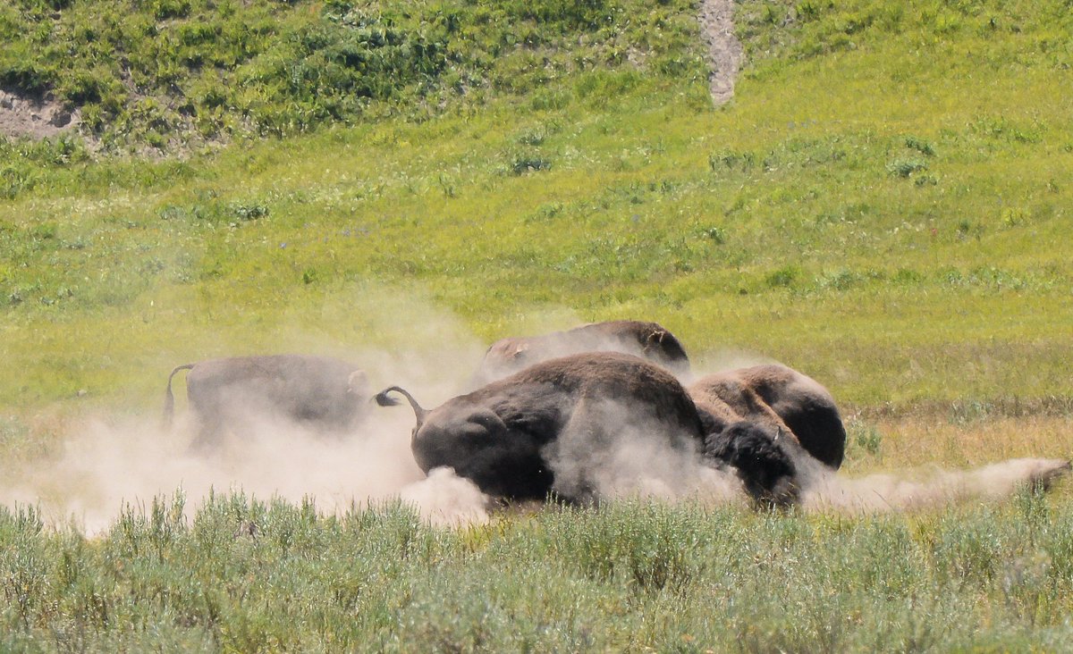 Buffalo Field Campaign tweet media