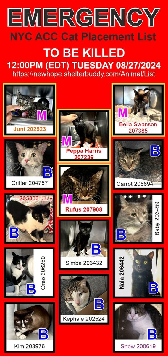 JLthekid9999's tweet photo. 🆘🆘THESE 13 POOR CATS – CRITTER, BABY, CARROT, PEPPA HARRIS, LUCY, BELLA SWAN, NALA, KEPHALE, OREO, KIM, SIMBA, JUNI, RUFUS AND SNOW– ALL AT RISK OF EU ON 8/26/24🆘🆘
🚨🚨🚨🚨PLEDGES WILL HELP STIMULATE RESCUE INTEREST FOR ALL – THE FOLLOWING ARE IN MOST PARTICULAR NEED OF PLEDGES: BABY, PEPPA HARRIS AND CARROT (6 TIMES ON EPL AND TOO LOW ON PLEDGES); BELLA SWAN (DIABETES AND OTHER SERIOUS ISSUES - SHELTER CANNOT PROVIDE CARE); PEPPA HARRIS (HAS RENAL DISEASE AND SHELTER CANNOT TREAT); RUFUS (FEVER, WOUNDED TAIL AND NOT EATING); AND JUNI (ANEMIC AND UNDIAGNOSED SEVERE DISEASE – SHELTER CANNOT PROVIDE CARE, NOT EATING) - ALL FOUR ARE MEDICAL PRIORITY. 🚨🚨🚨🚨
SHELTER AT CAPACITY- THEY ARE ALL AT AN EXTREMELY HIGH RISK OF EUTHANASIA/SILENT KILL😱🔥🔥😱
NOW IS THE TIME TO ACT FOR THESE LITTLE ONES.
PLEASE SHARE AND PLEDGE IF YOU CAN- CONTACT RESCUES/FOSTERS/ADOPTERS
@Love_Cats_One
@AdamsPaulGrimke
Thank you