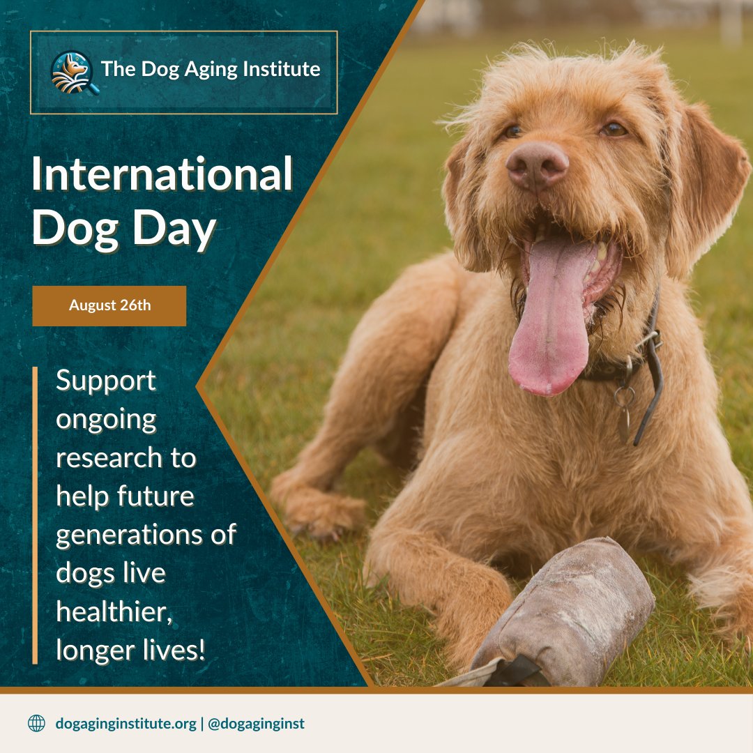 dogaginginst's tweet image. It&apos;s #InternationalDogDay! 🐶😍Celebrate with us by showing us pictures of your dog.

💙#SupportDogs by helping canine companion research to help #dogs live longer, healthier lives. Learn more and donate today at dogaginginstitute.org.

#DogDay #DogMonth #DonateOrShare