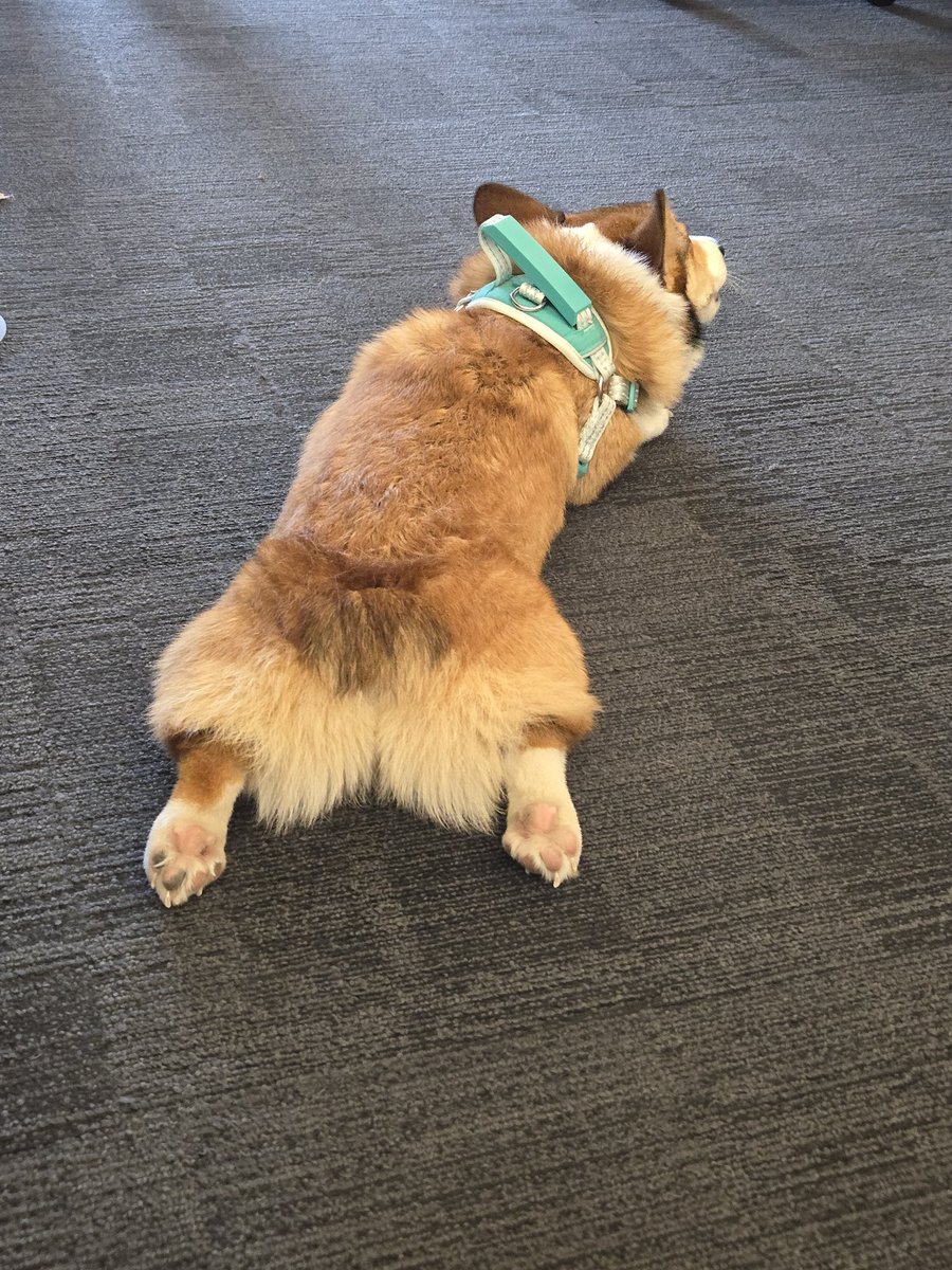 lostpanda's tweet image. A sweet baby is in the office today