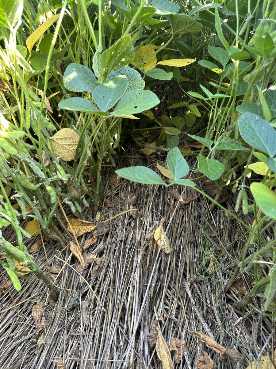 Soybeans podding in Rolled/Crimped cereal rye thatch that was aerial applied in August of 23 into corn.  CR Thatch is helping suppress the late season waterhemp that just keeps emerging…