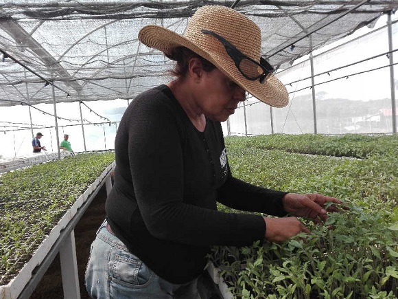 Soraya Diaz Alvarez, protagonista de varios proyectos locales a favor del empoderamiento de  las mujeres en el sistema agroalimentario de Cuba,  productora de la  Cooperativa de Créditos y Servicios (CCS) Paquito Rosales, del  municipio de Sancti Spíritus. #MinagCuba