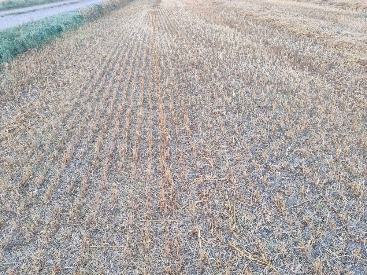 Ensimmäistä kertaa taisi käydä niin, että raiheinä varjostui kuoliaaksi kaurakasvustossa.